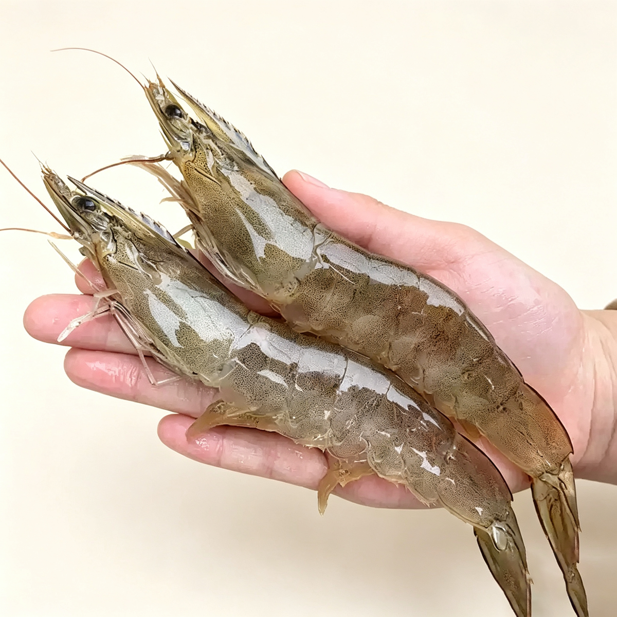 Fresh Prawns