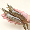 Frozen Raw Whole Prawns
